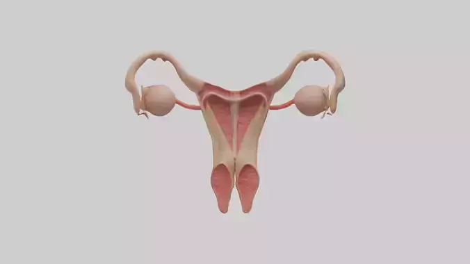 Female Reproductive System Model