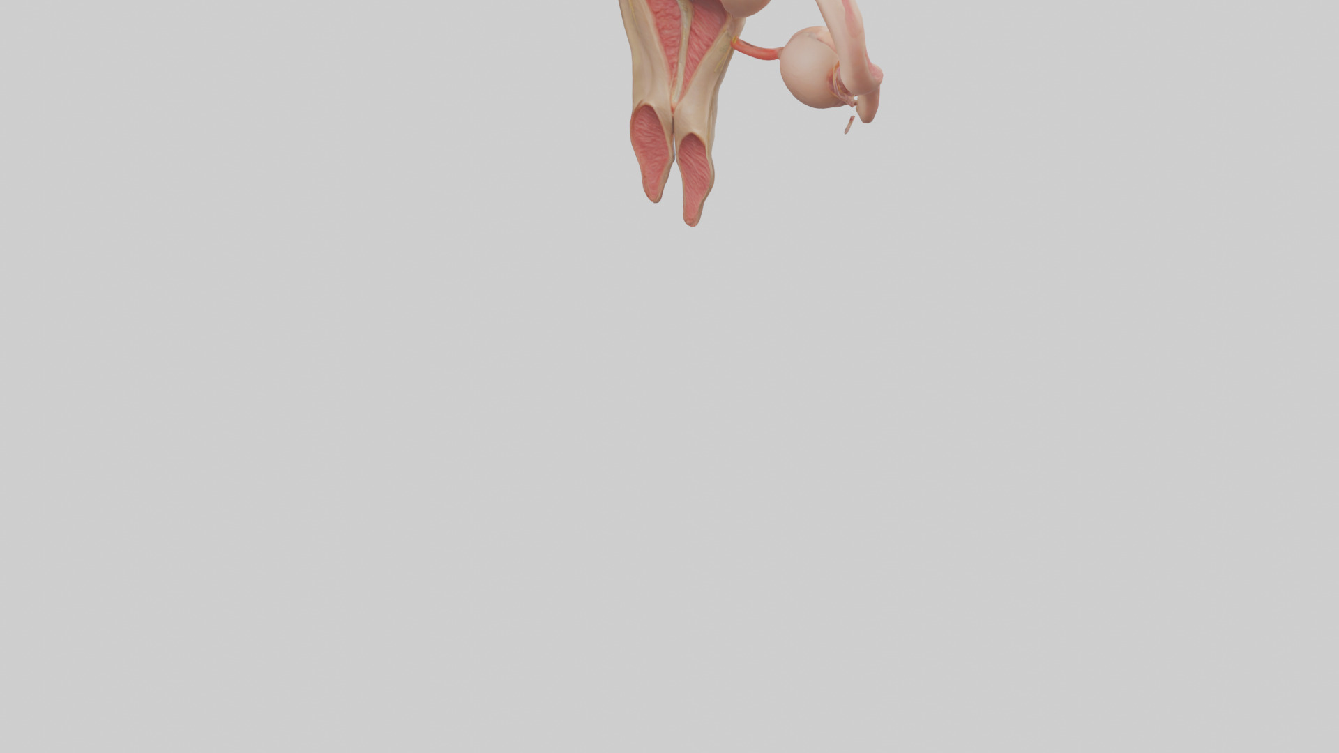 Female Reproductive System Model 3D model_4