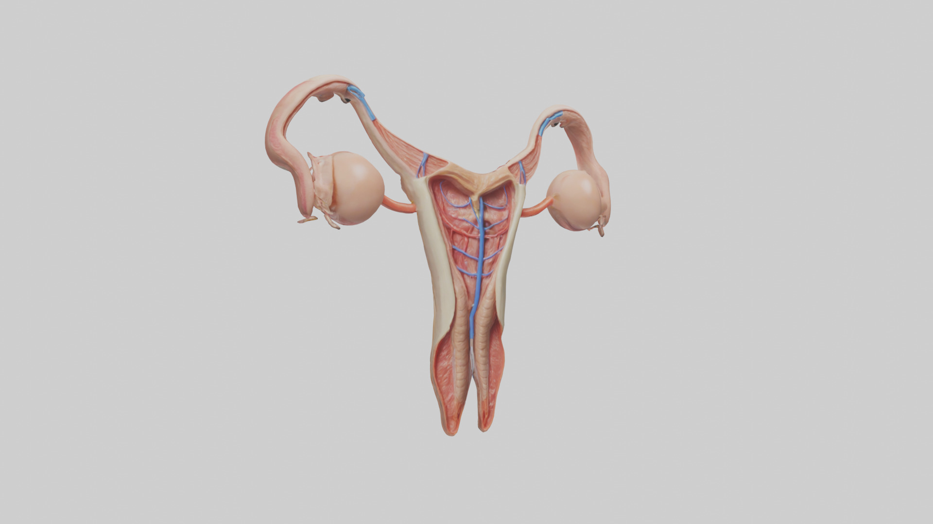 Female Reproductive System Model 3D model_11