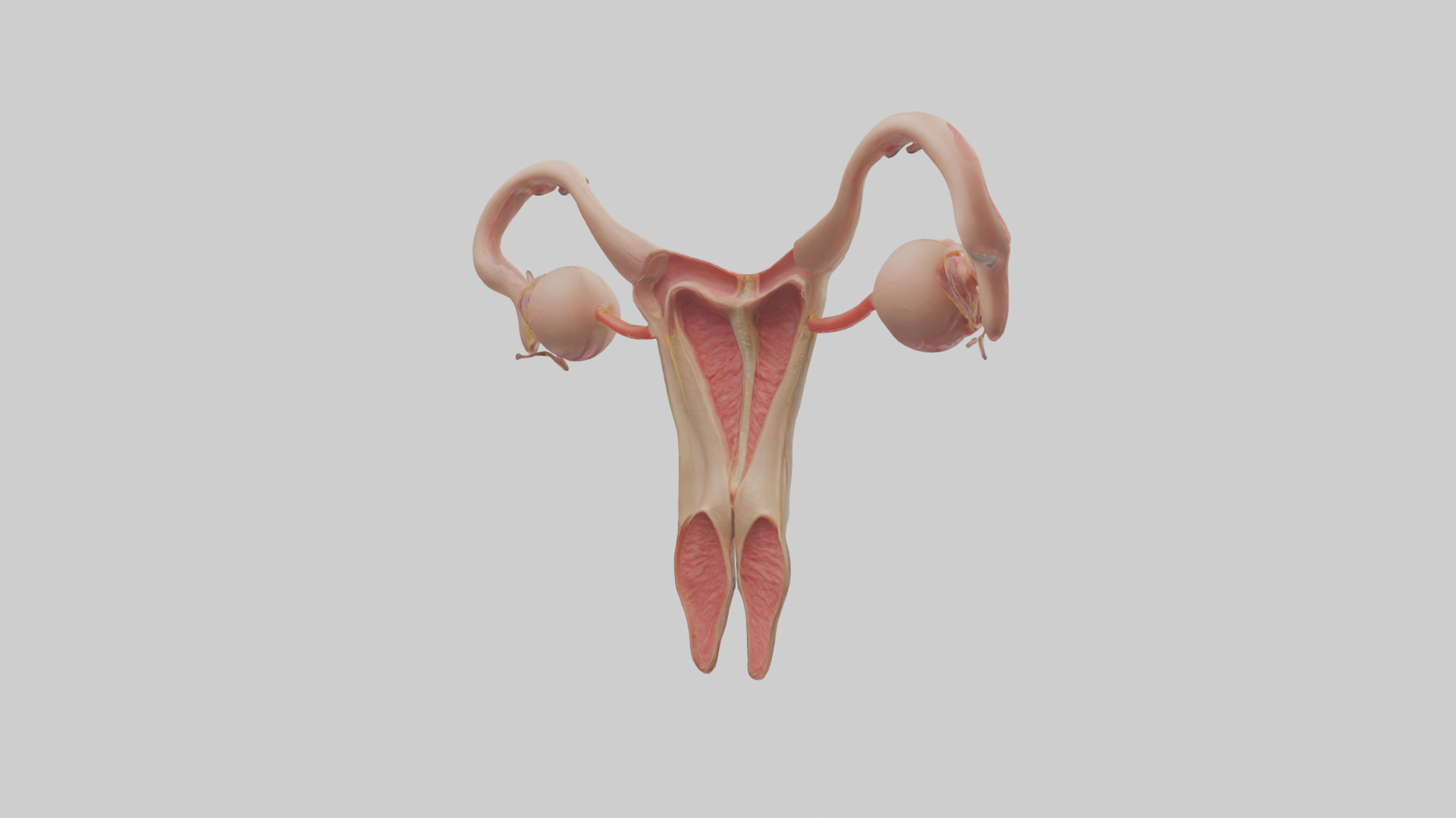 Female Reproductive System Model 3D model_2