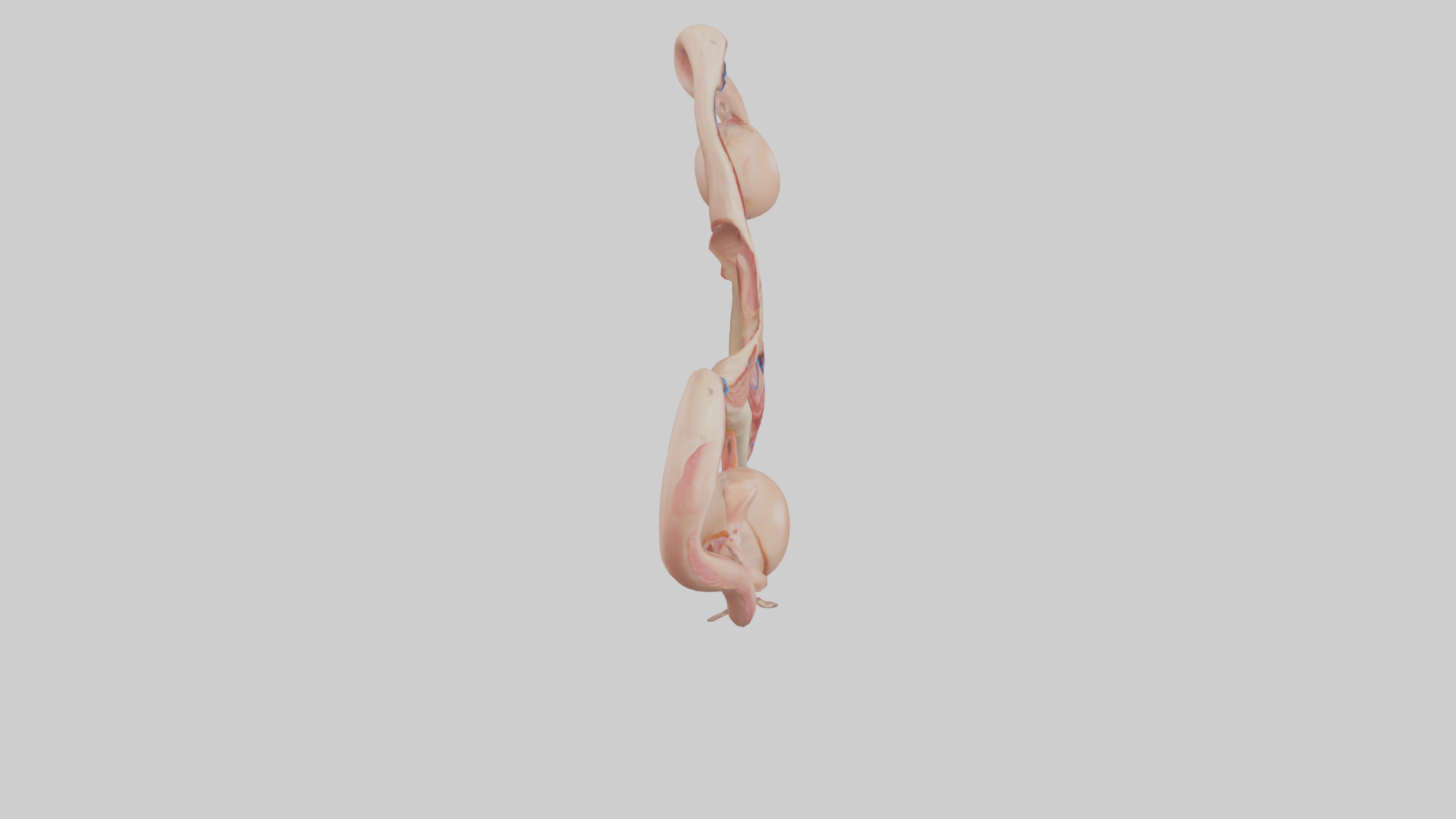 Female Reproductive System Model 3D model_18