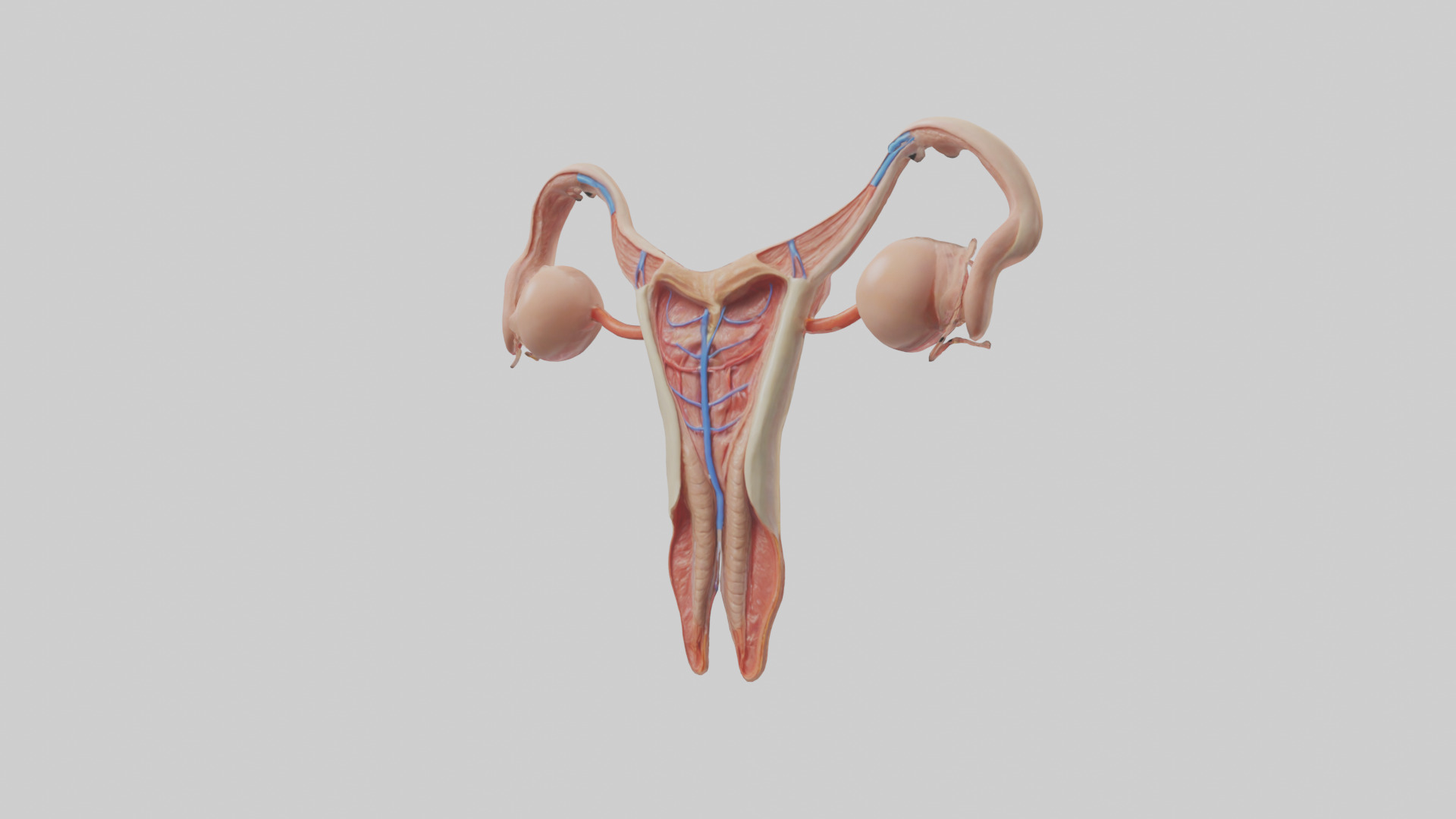 Female Reproductive System Model 3D model_10