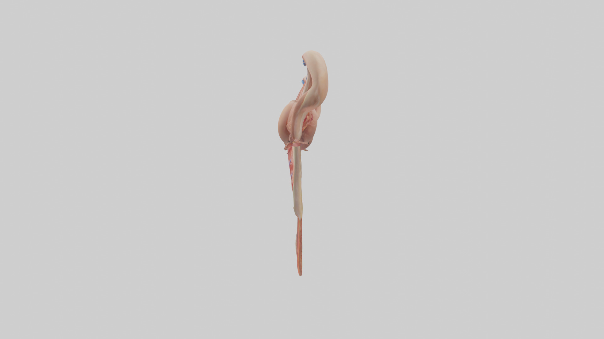 Female Reproductive System Model 3D model_12