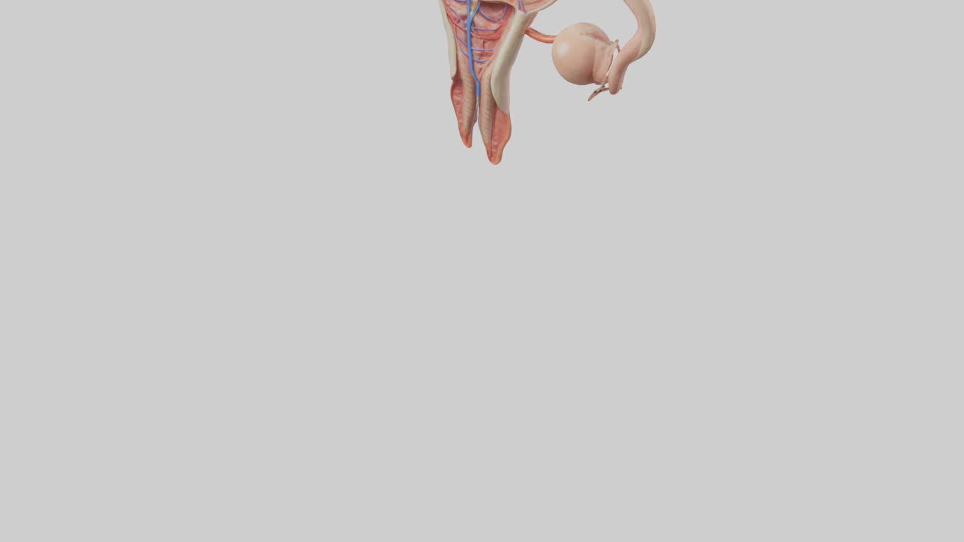 Female Reproductive System Model 3D model_5