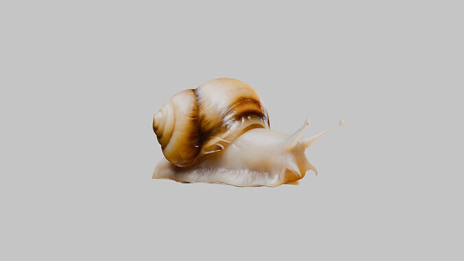 3D Snail Model - Detailed and Realistic Low-poly 3D model