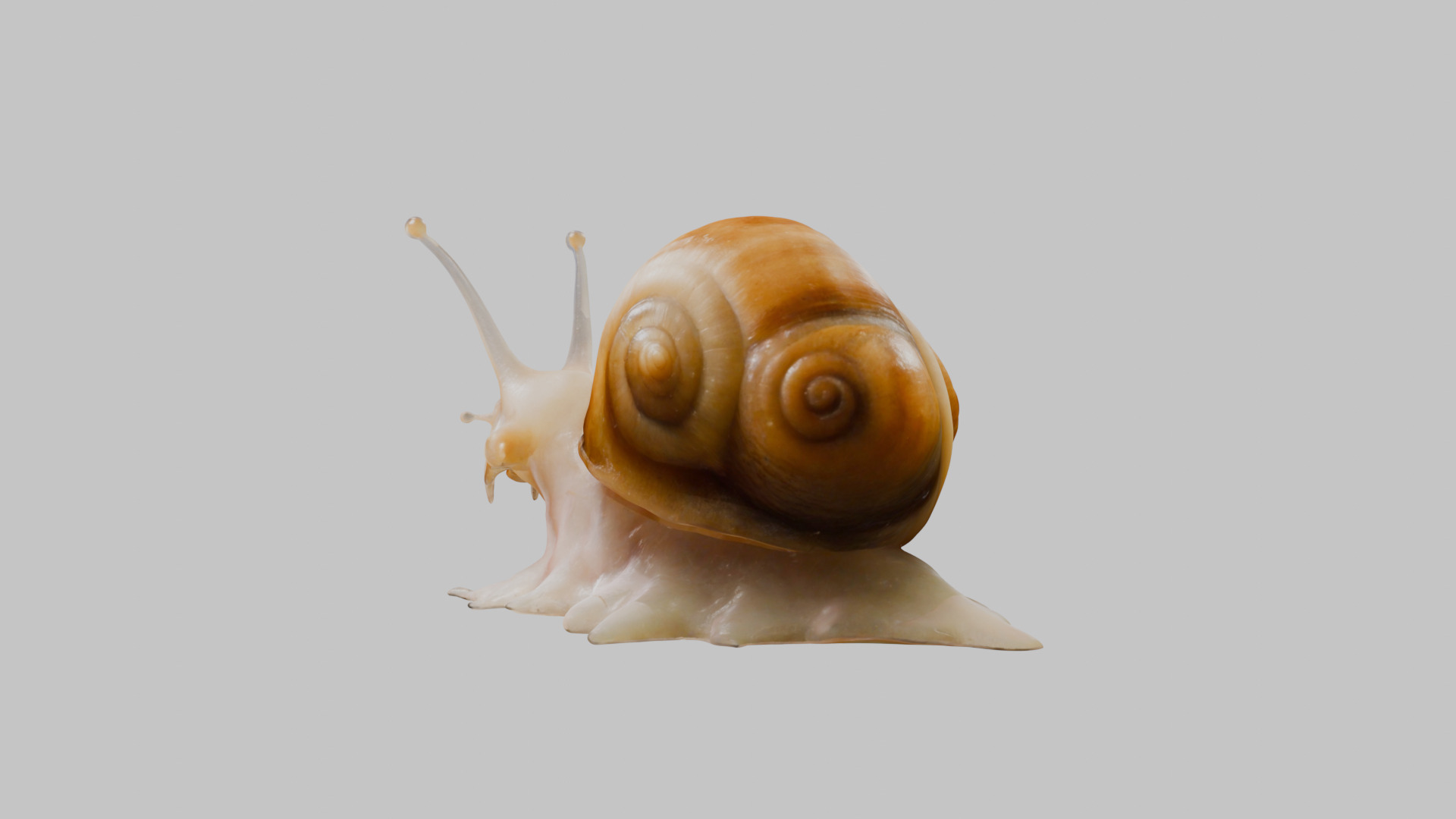 Snail Model with Detailed Shell Low-poly 3D model_18