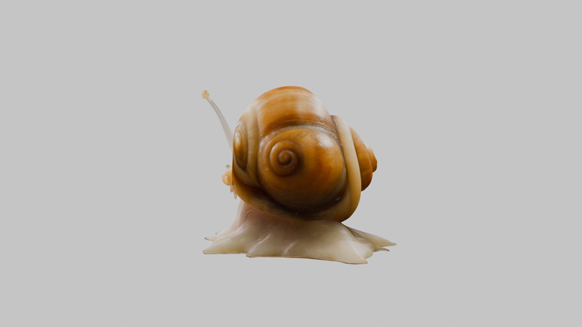 Snail Model with Detailed Shell Low-poly 3D model_2