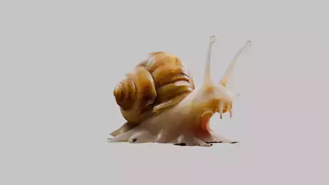 Snail Model with Detailed Shell