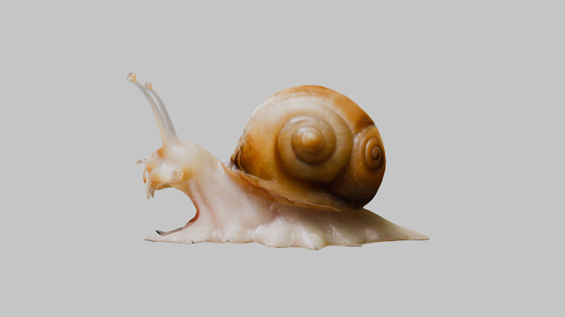 Snail Model with Detailed Shell Low-poly 3D model_5