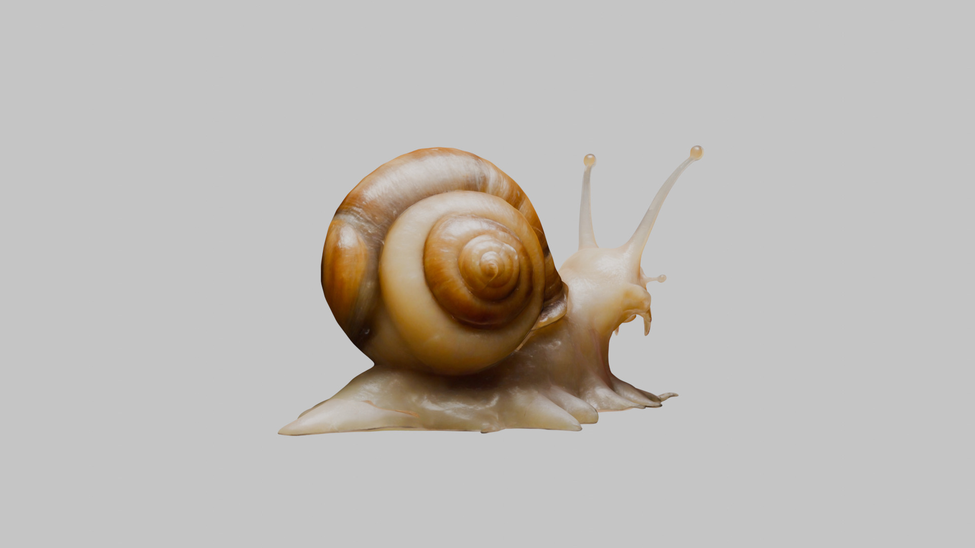 Snail Model with Detailed Shell Low-poly 3D model_29