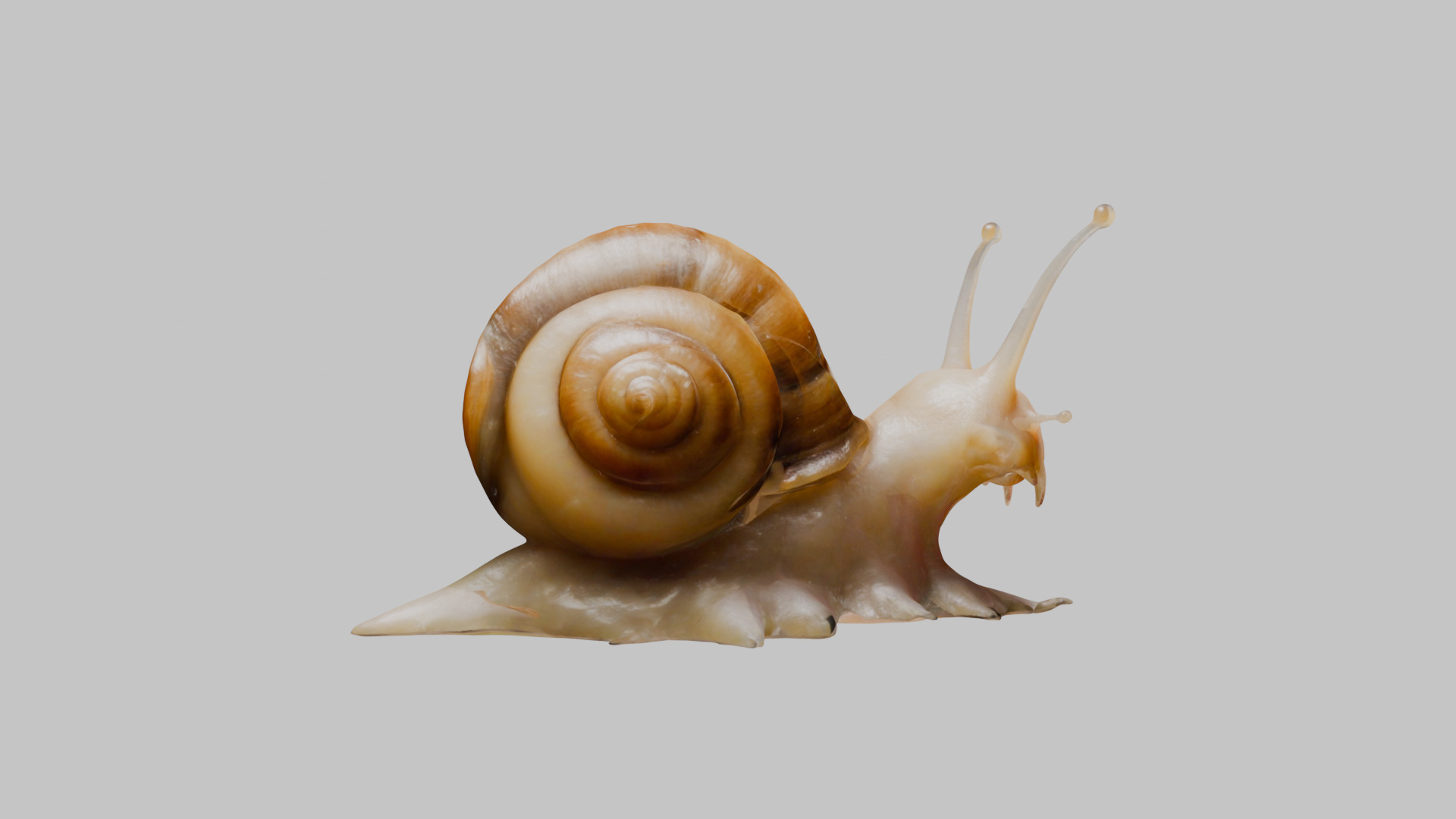 Snail Model with Detailed Shell Low-poly 3D model_12
