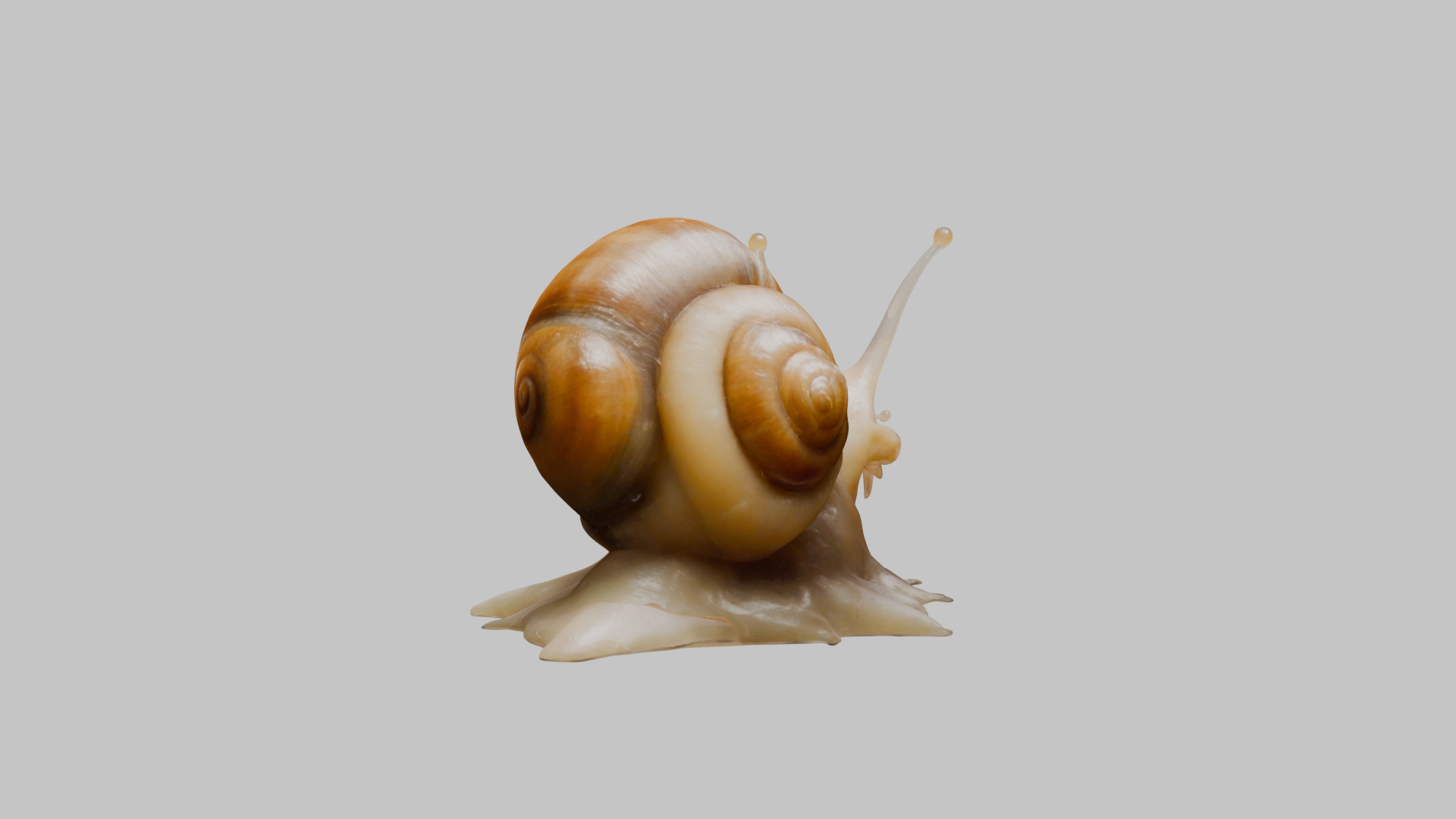 Snail Model with Detailed Shell Low-poly 3D model_30