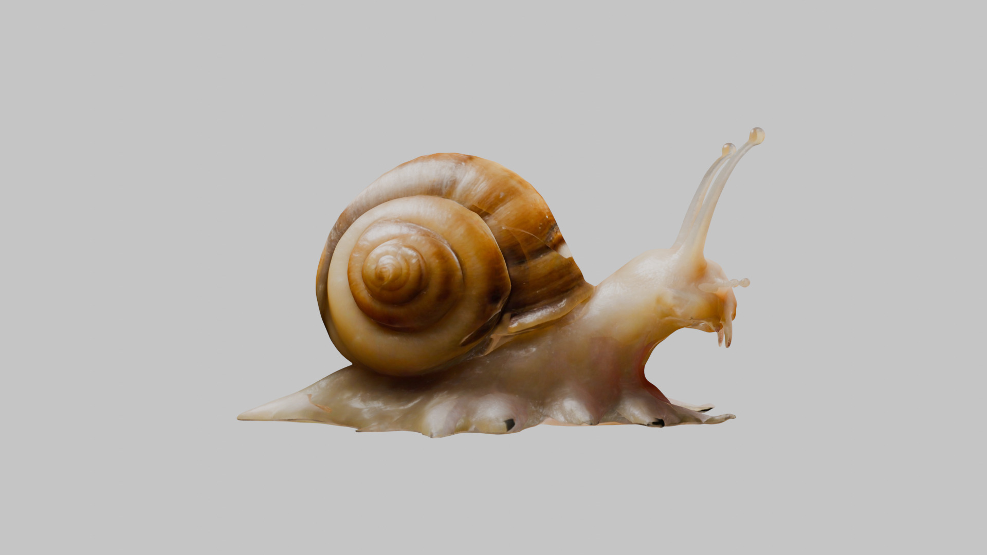 Snail Model with Detailed Shell Low-poly 3D model_27