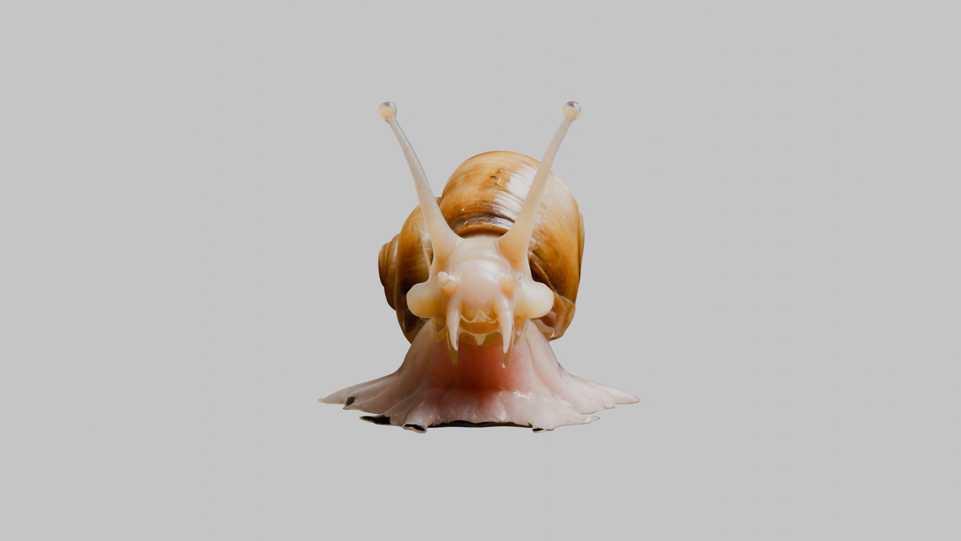 Snail Model with Detailed Shell Low-poly 3D model_16