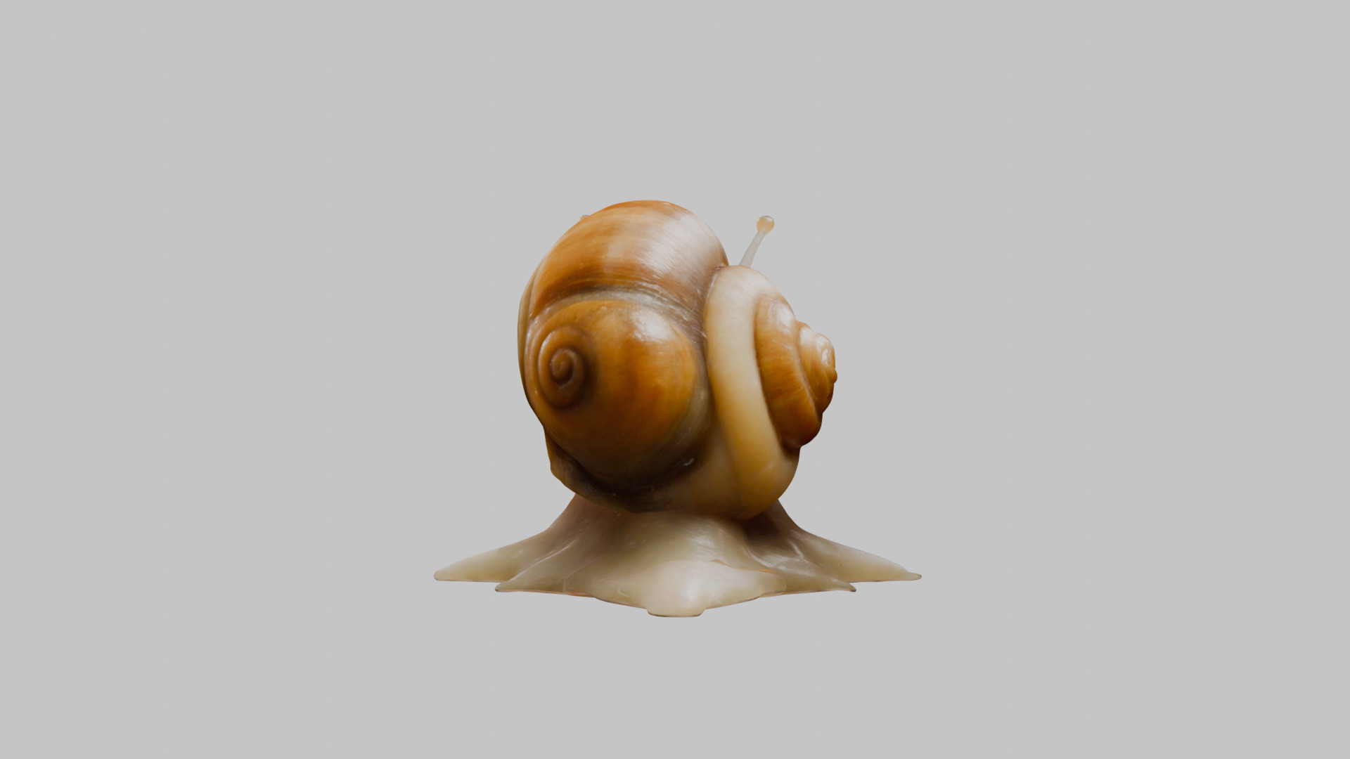 Snail Model with Detailed Shell Low-poly 3D model_31