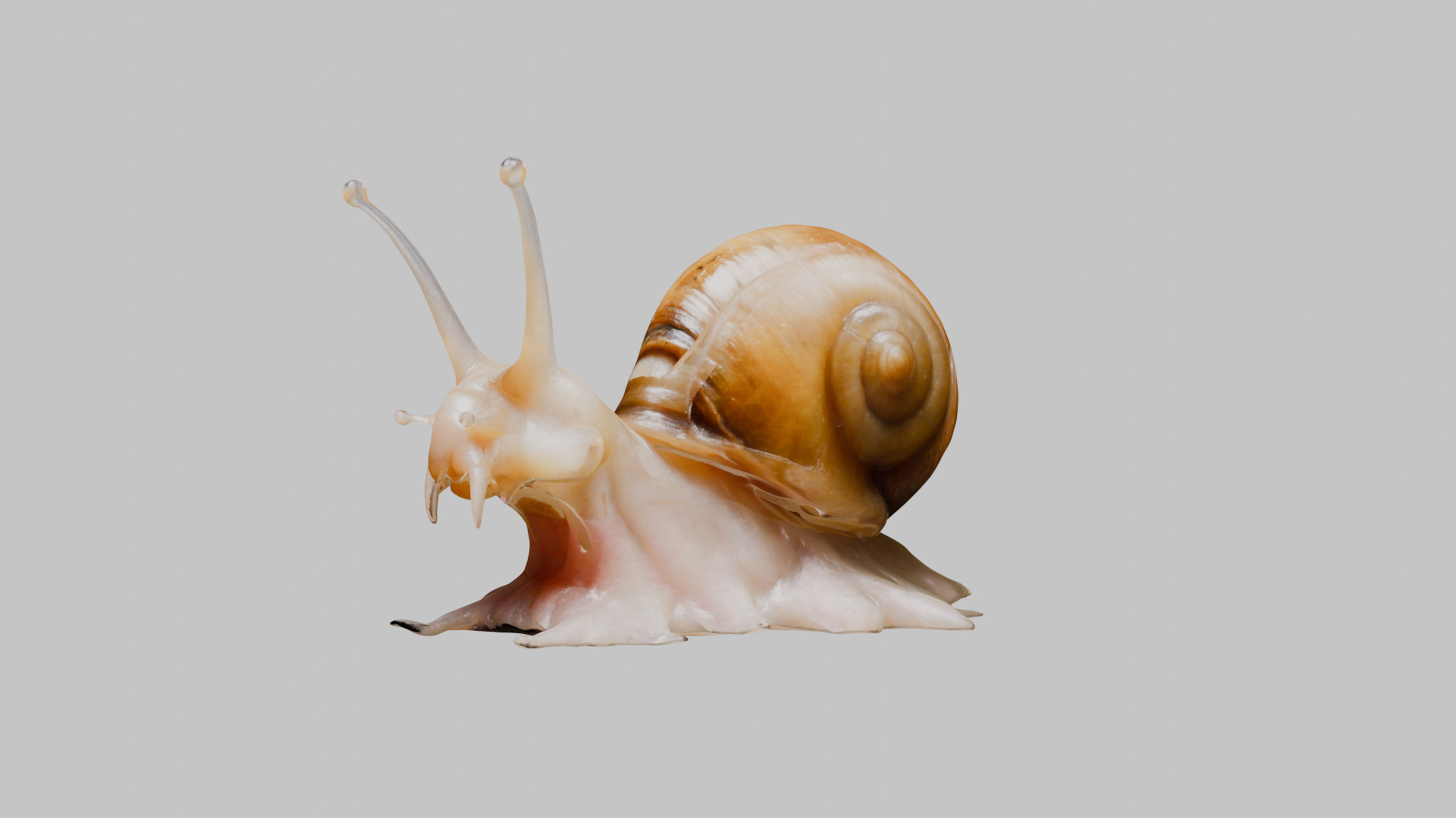 Snail Model with Detailed Shell Low-poly 3D model_22