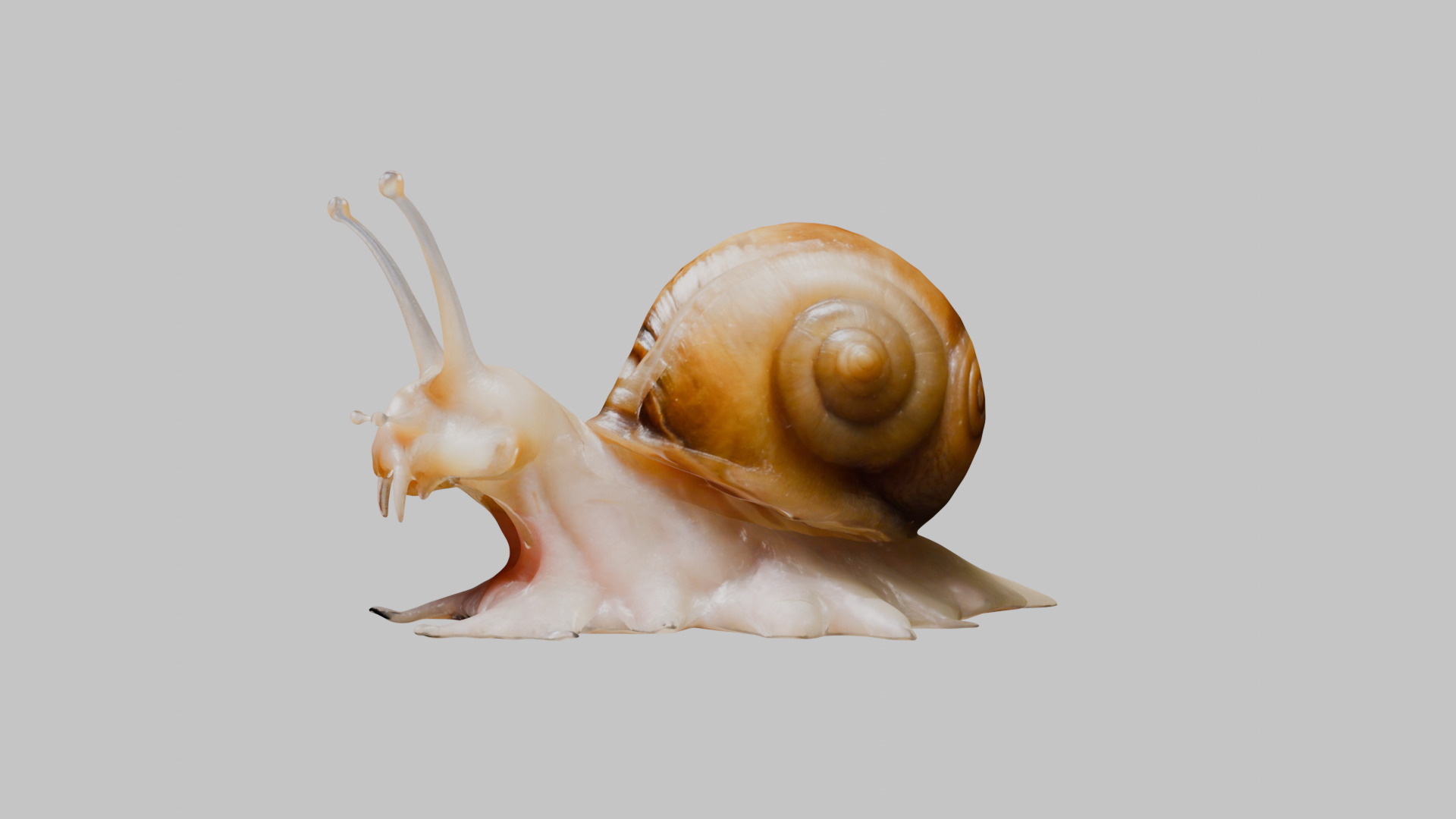 Snail Model with Detailed Shell Low-poly 3D model_21