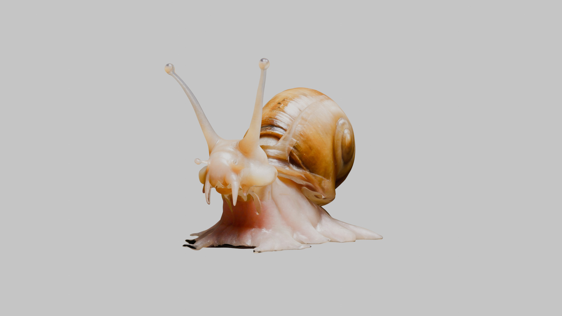 Snail Model with Detailed Shell Low-poly 3D model_8