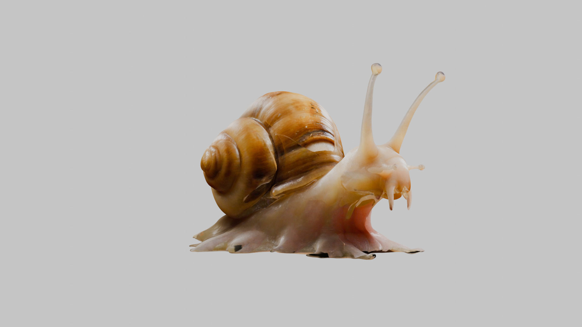 Snail Model with Detailed Shell Low-poly 3D model_25