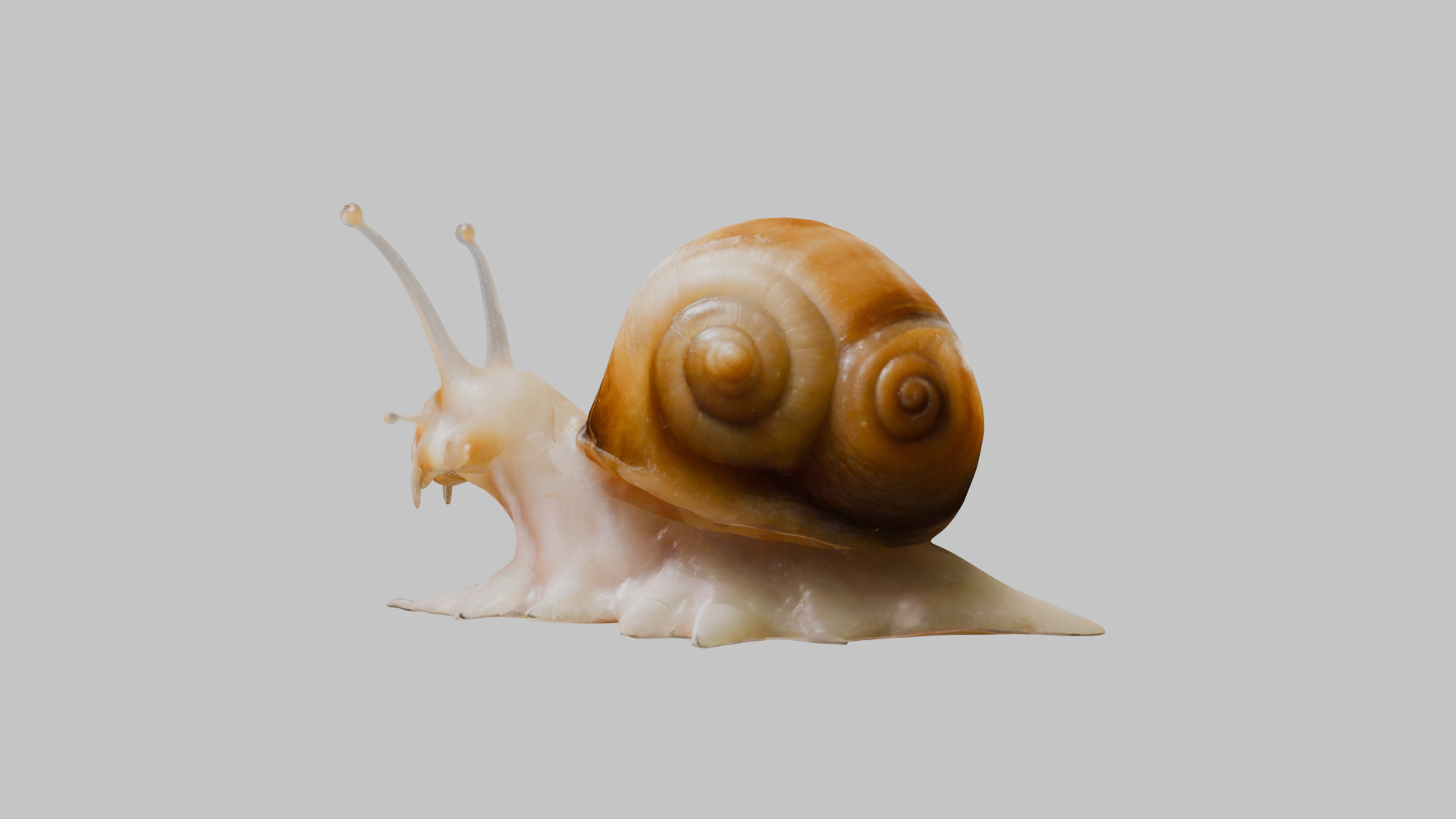 Snail Model with Detailed Shell Low-poly 3D model_19