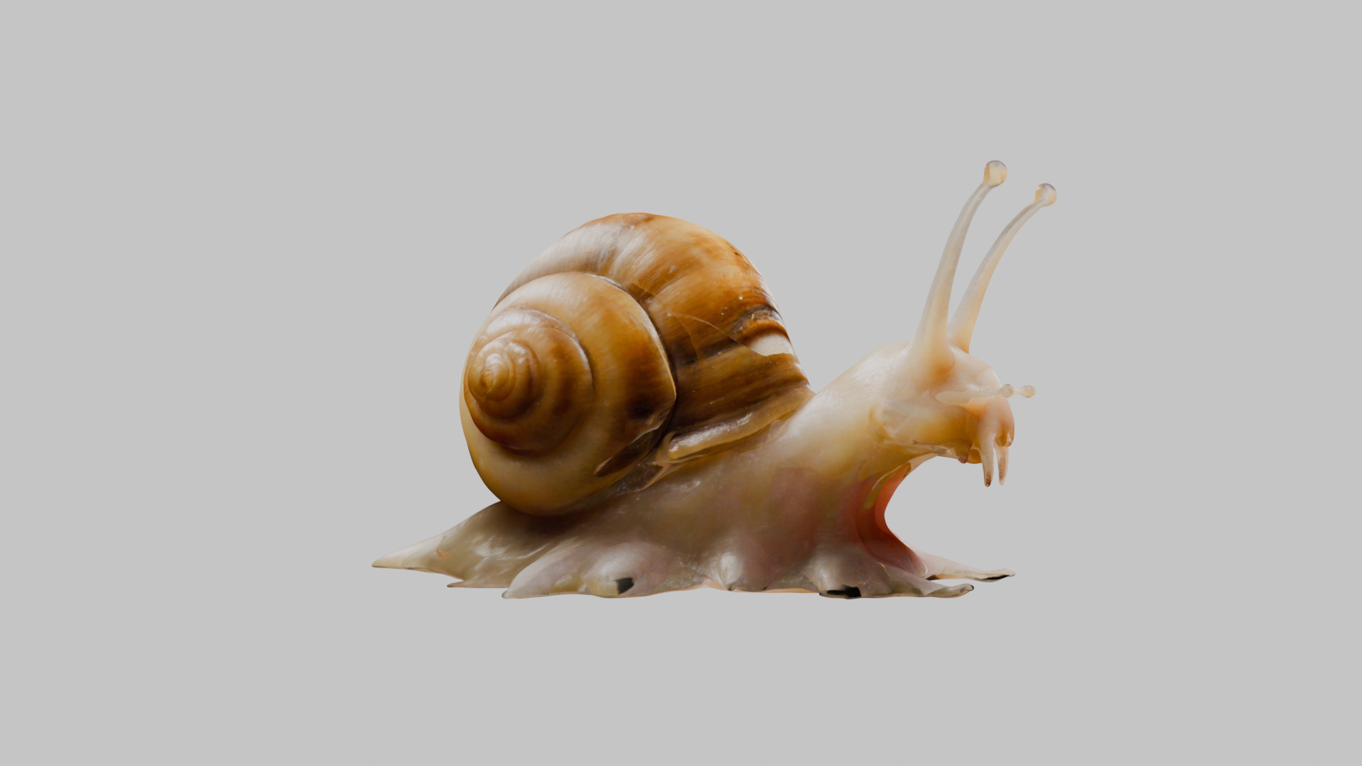 Snail Model with Detailed Shell Low-poly 3D model_10