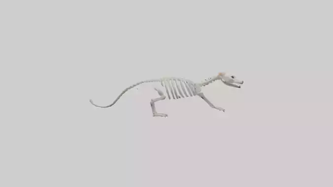 Ferret Skeleton model