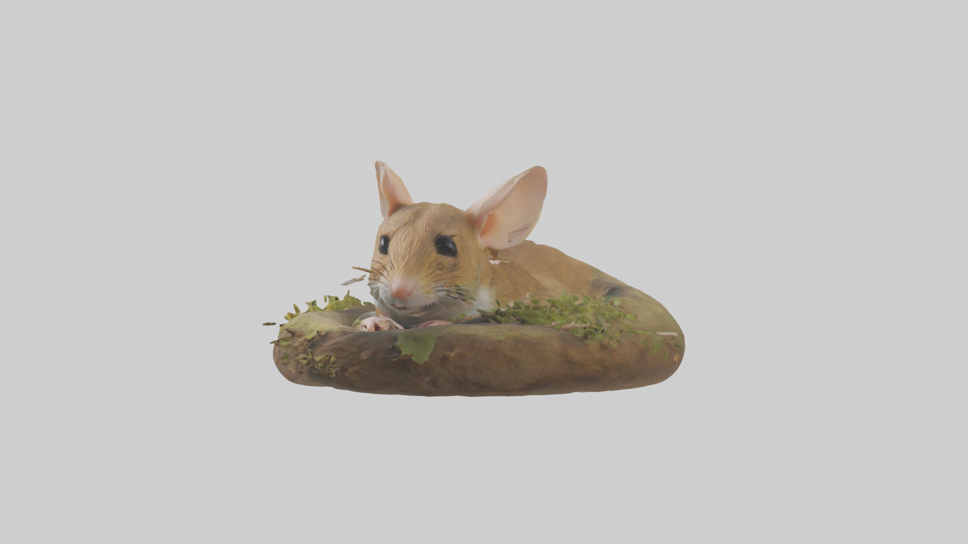 Field Mouse hiding model 3D model_8