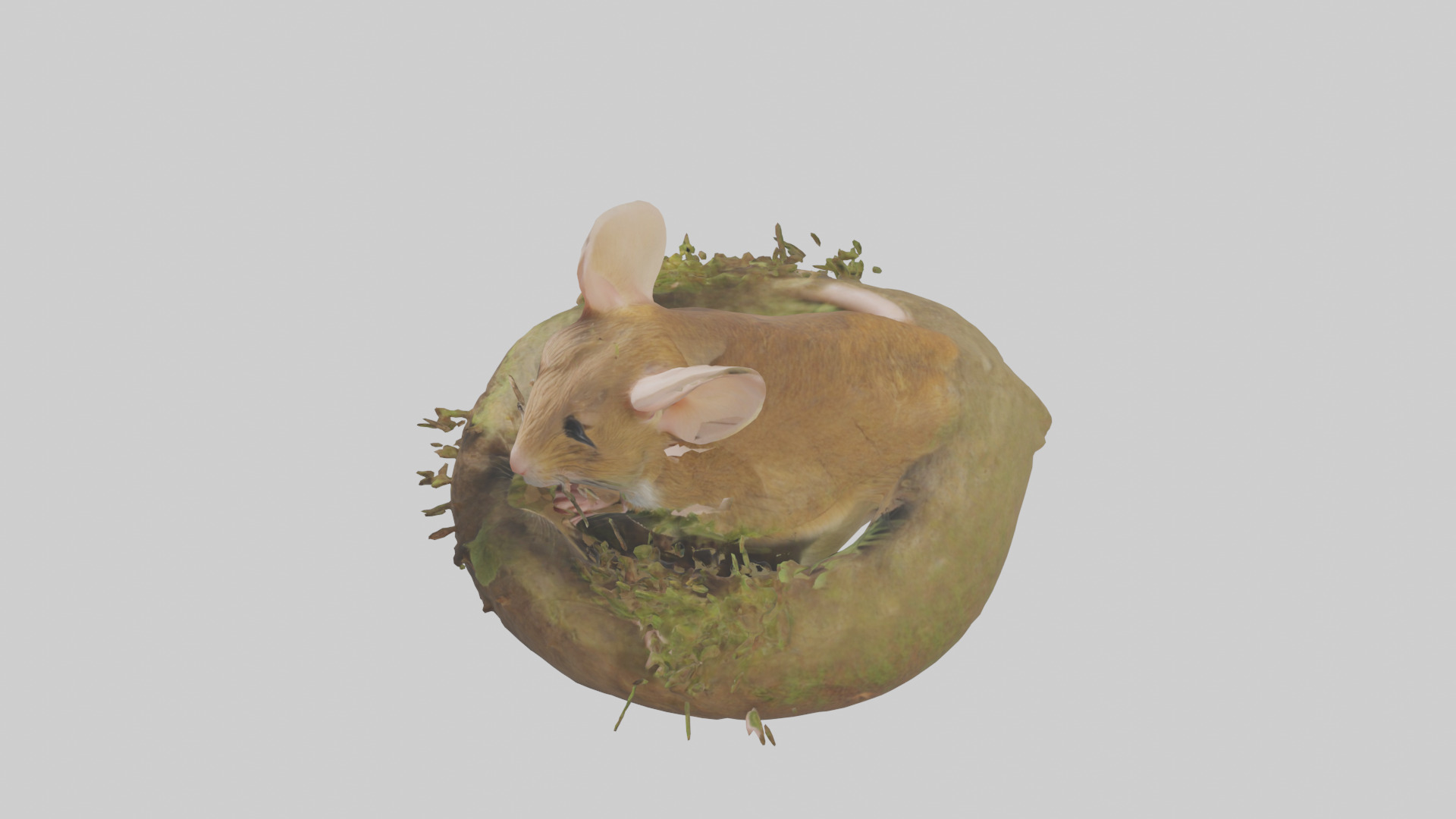 Field Mouse hiding model 3D model_17