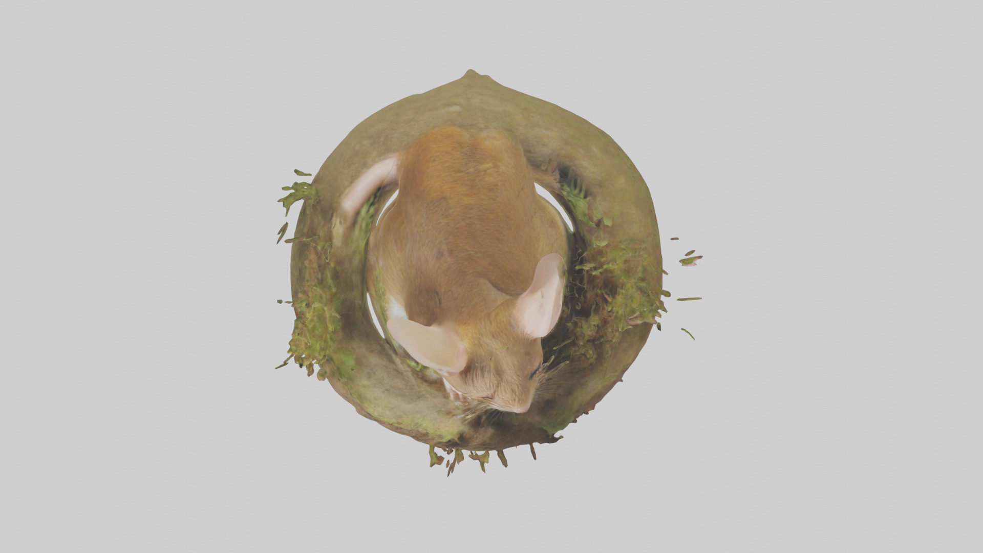 Field Mouse hiding model 3D model_14