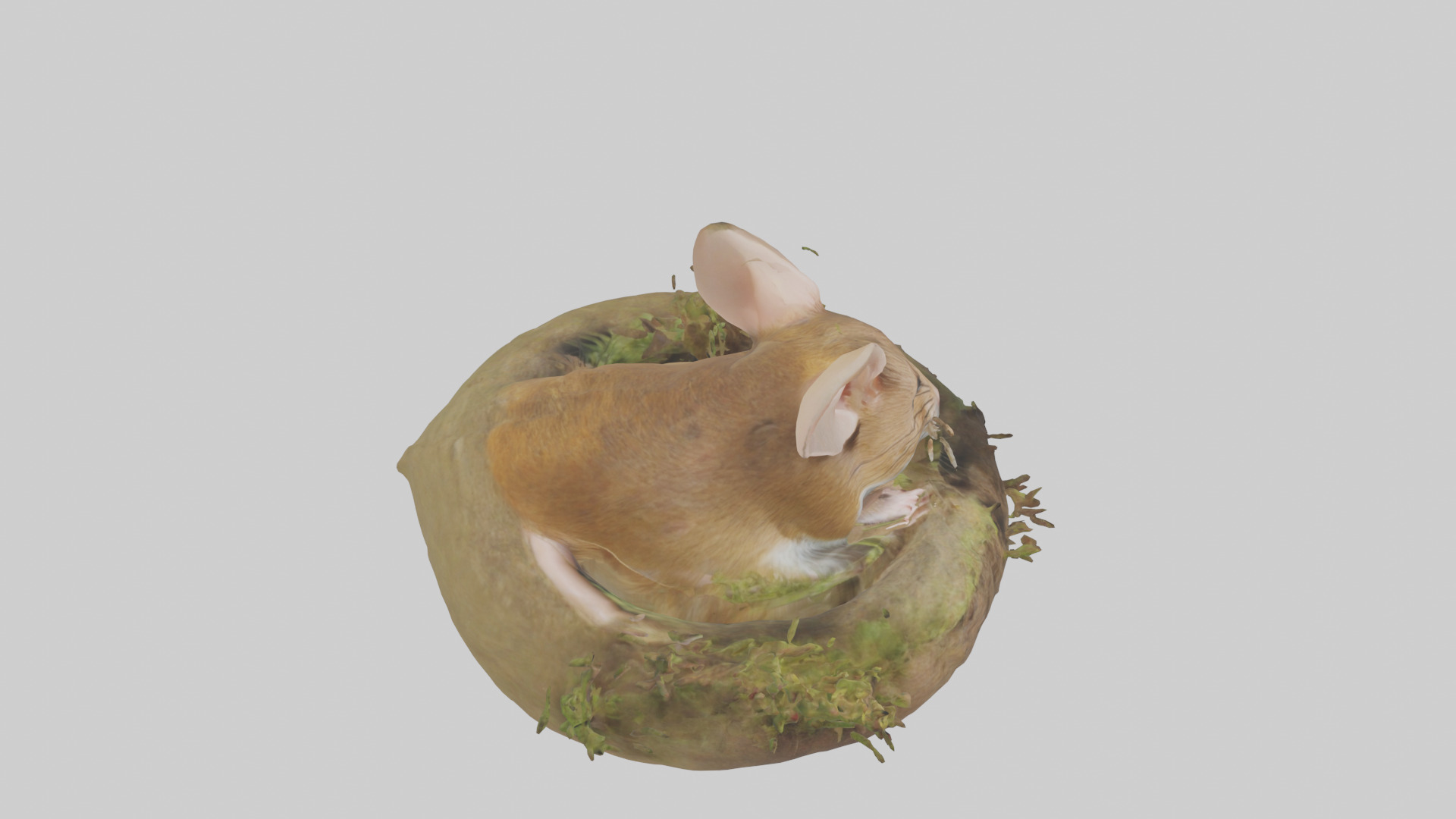 Field Mouse hiding model 3D model_18