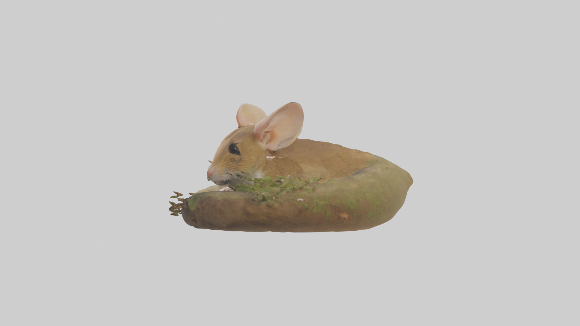 Field Mouse hiding model 3D model_12