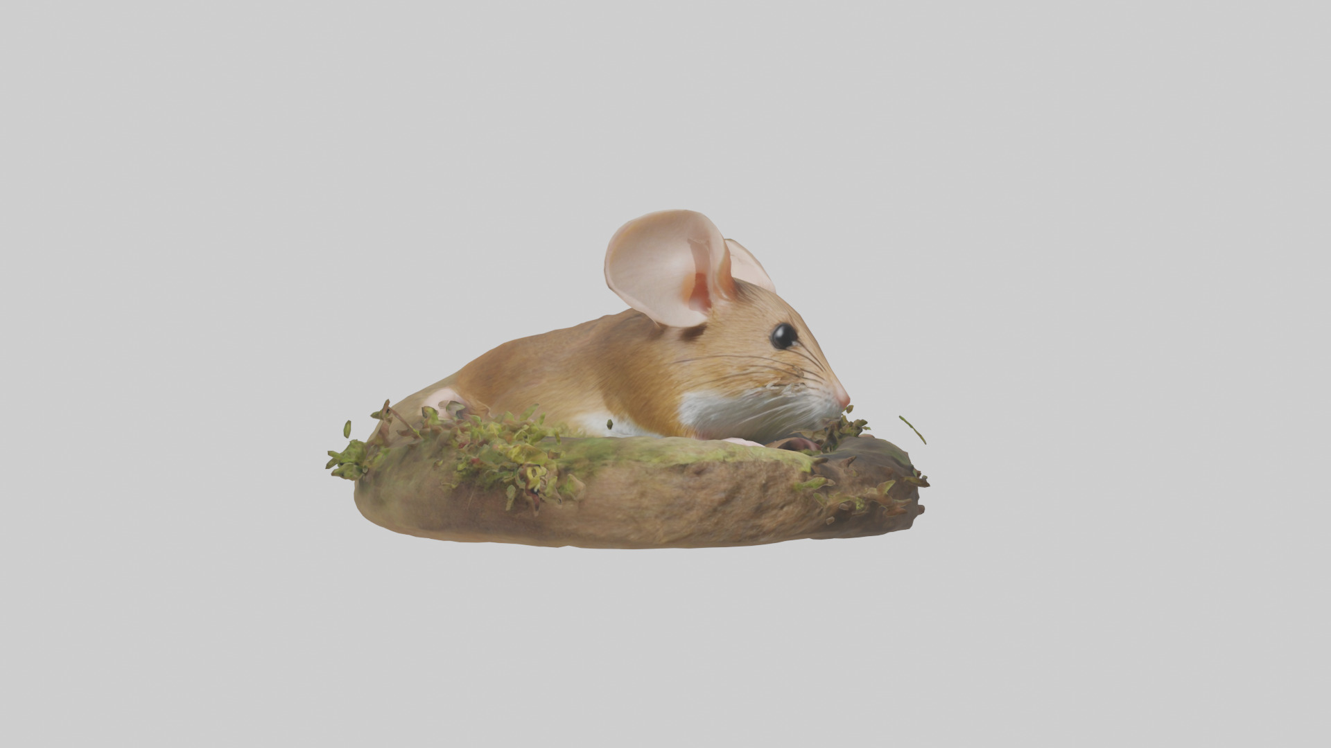 Field Mouse hiding model 3D model_7