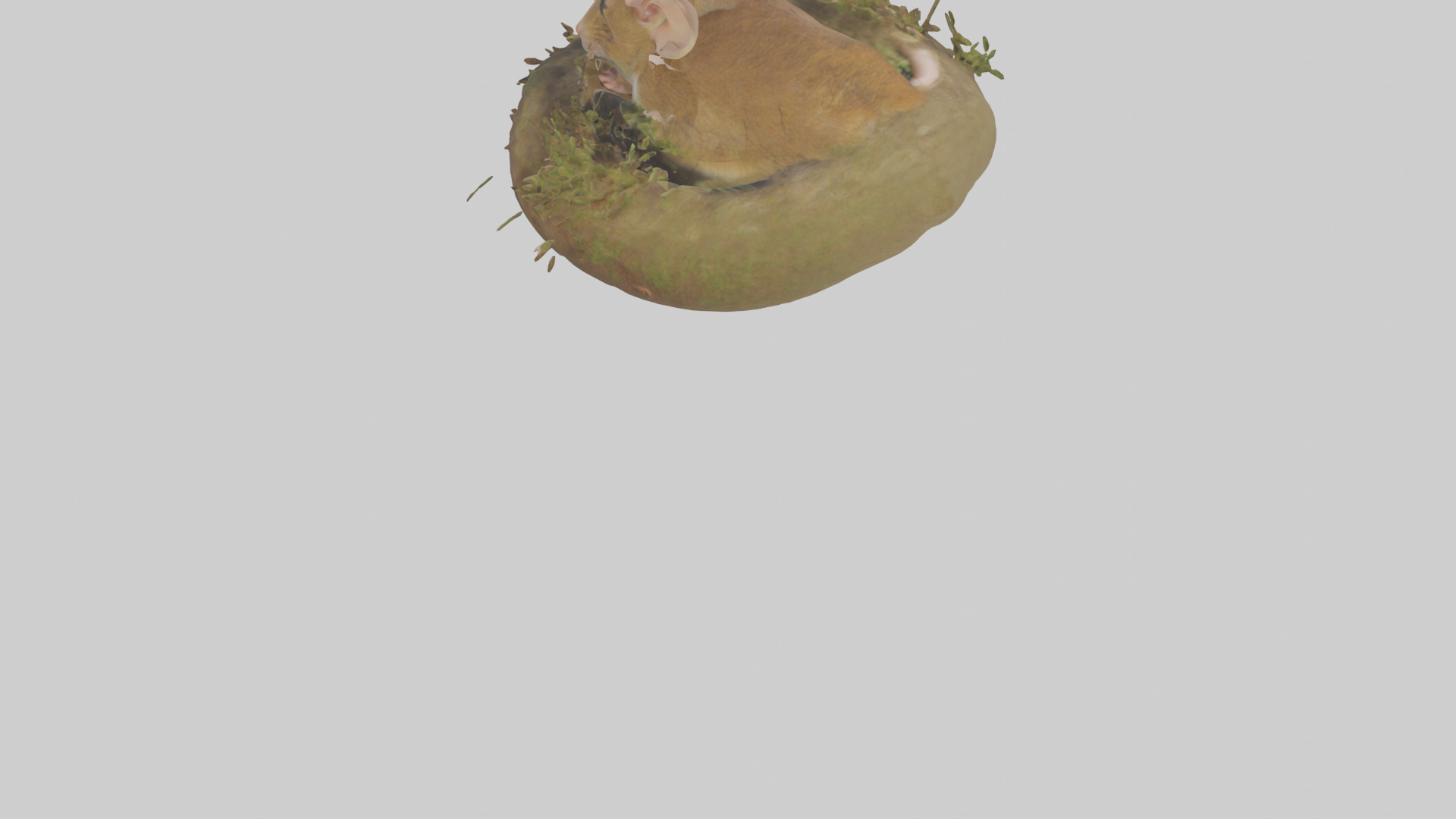 Field Mouse hiding model 3D model_3