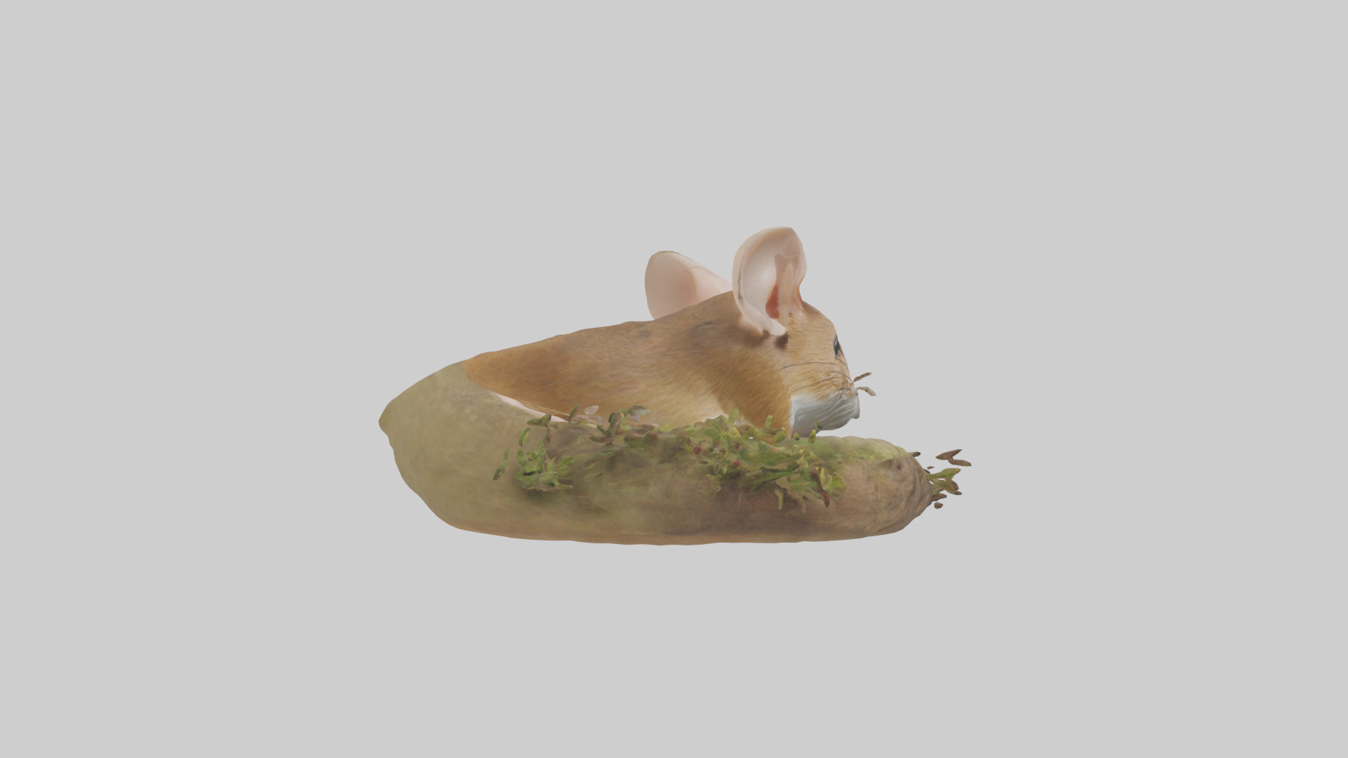 Field Mouse hiding model 3D model_13