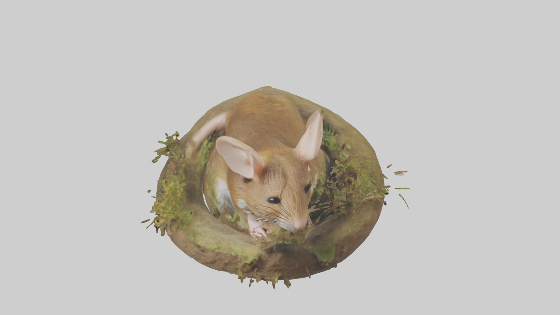 Field Mouse hiding model 3D model_16