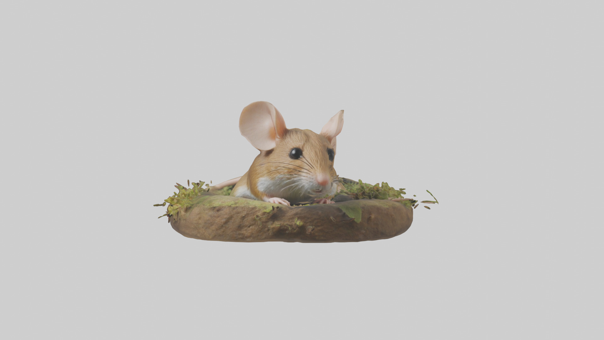 Field Mouse hiding model 3D model_9