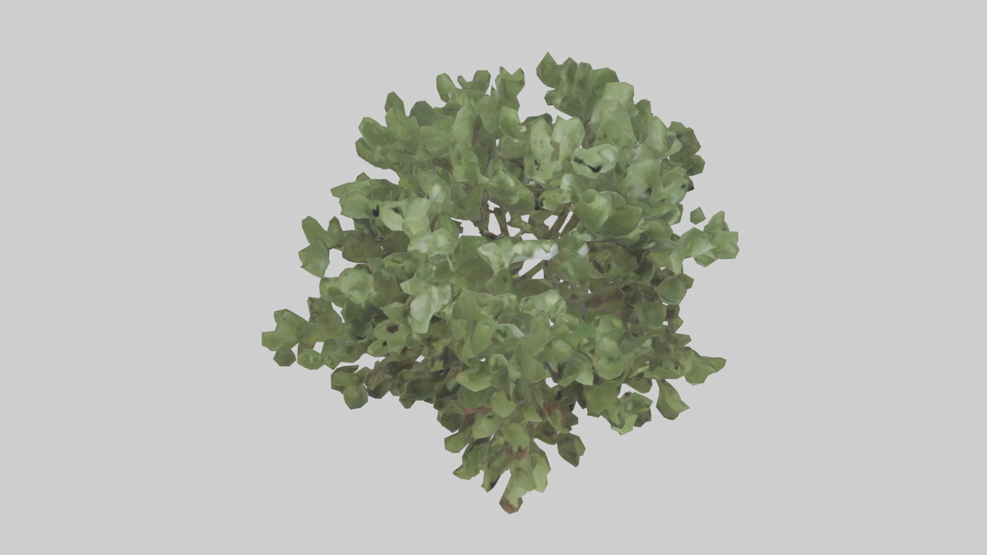 Fig tree model 3D model_16