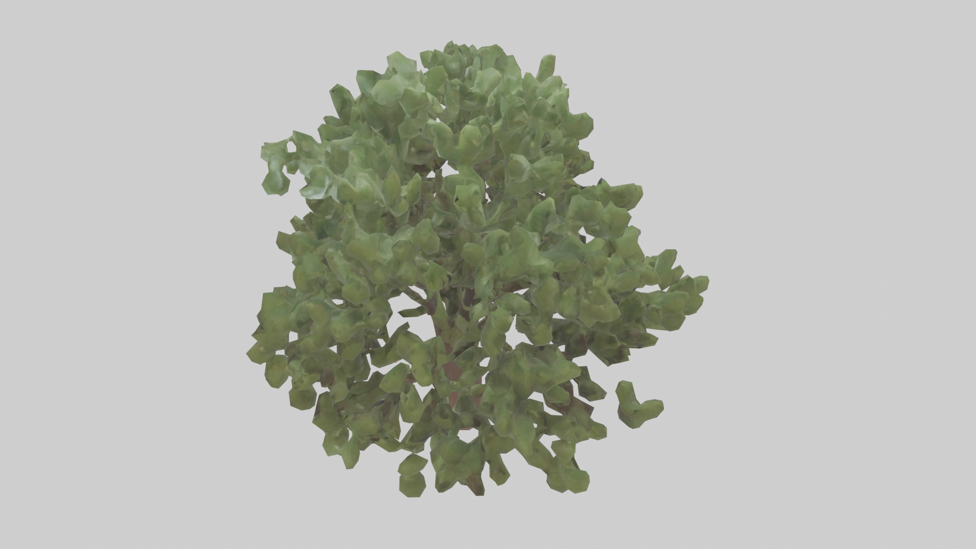 Fig tree model 3D model_15