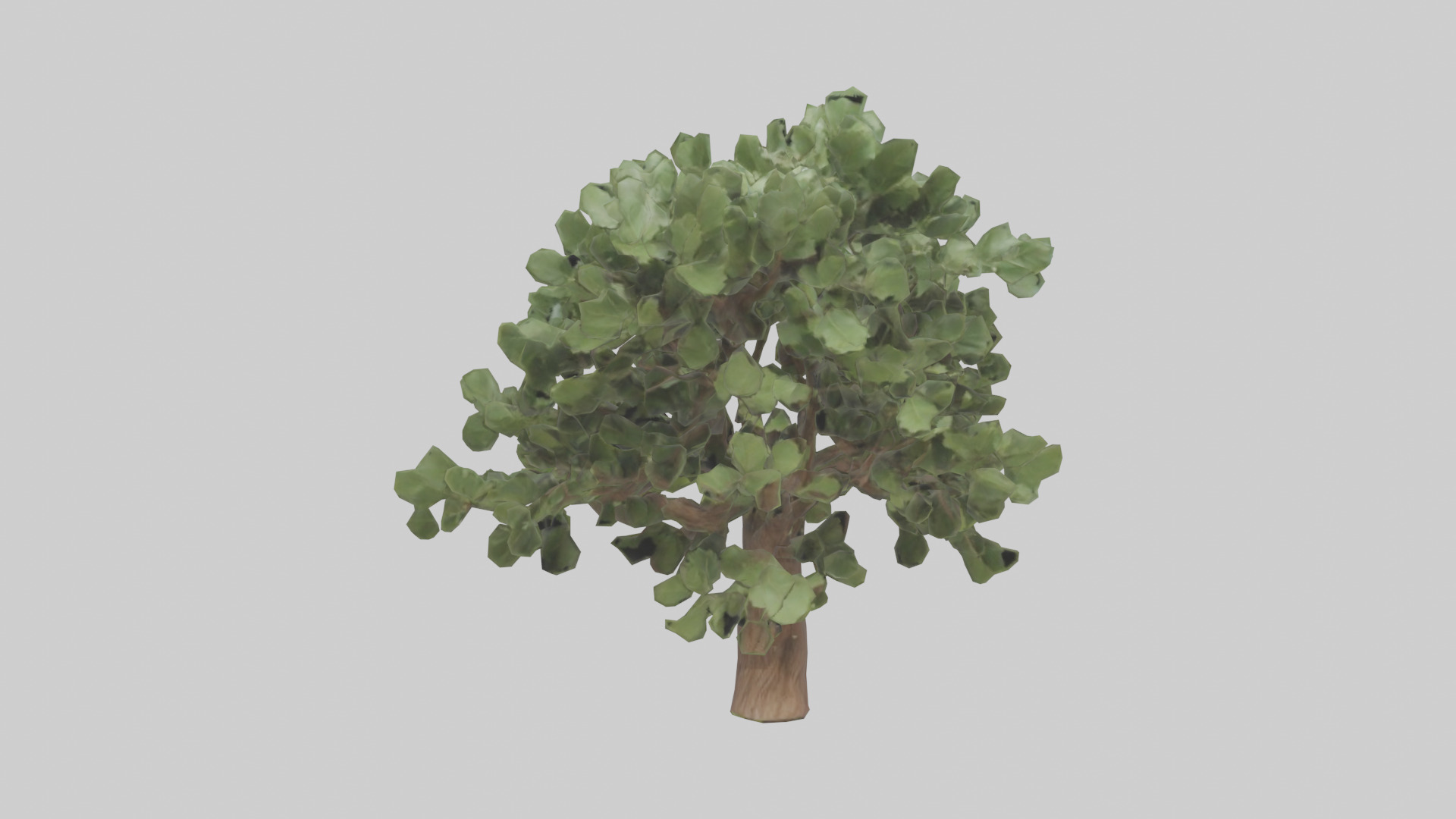 Fig tree model 3D model_9