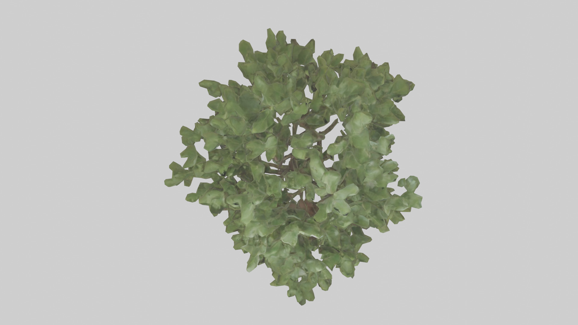 Fig tree model 3D model_14