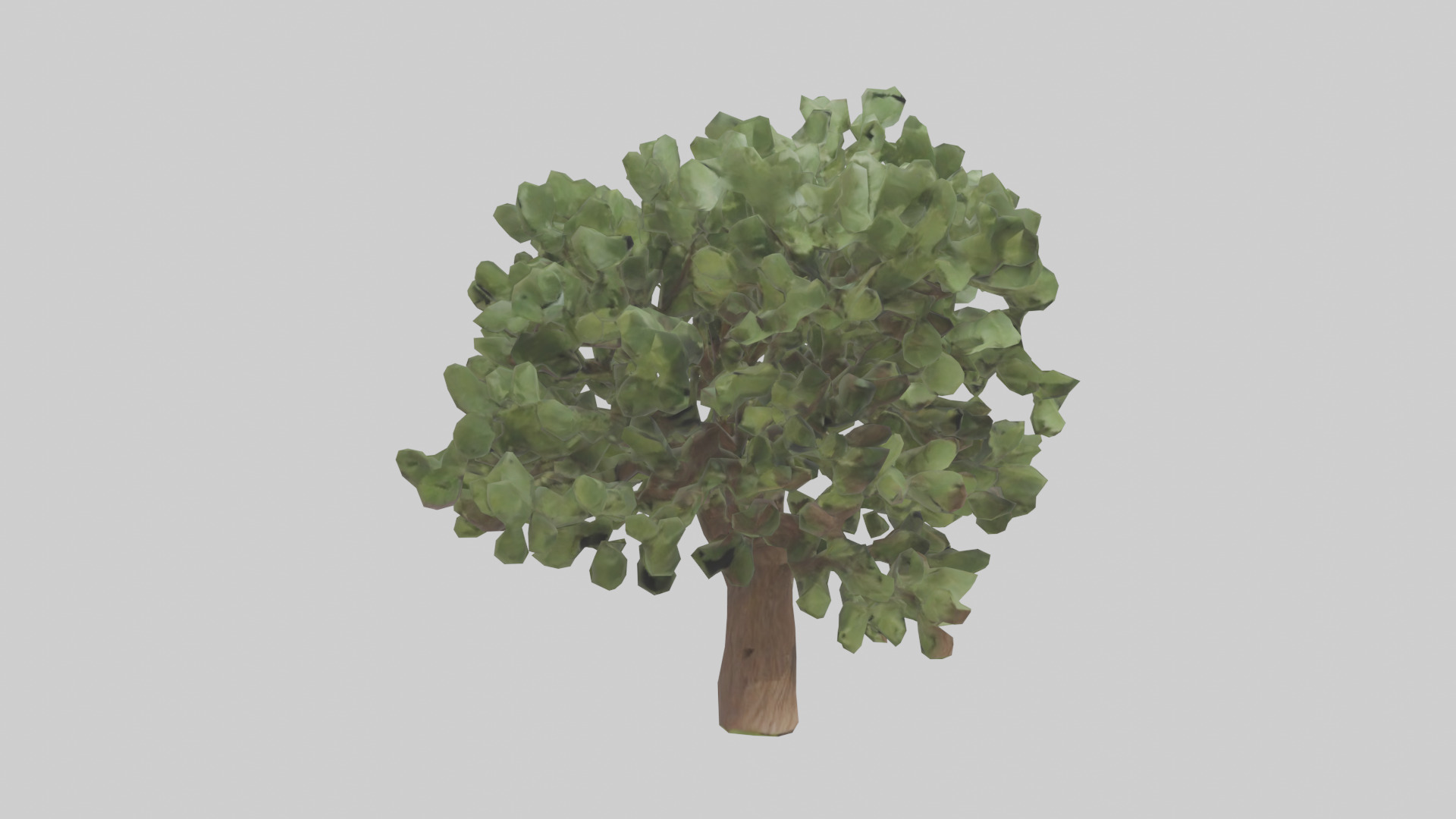 Fig tree model 3D model_11