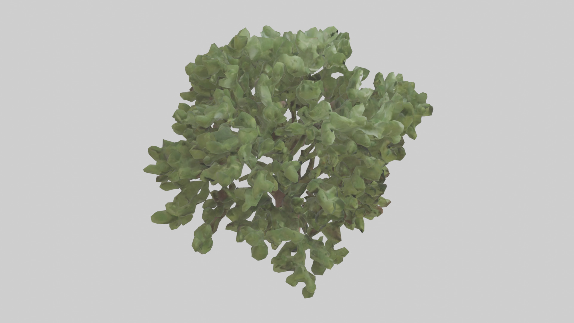 Fig tree model 3D model_18