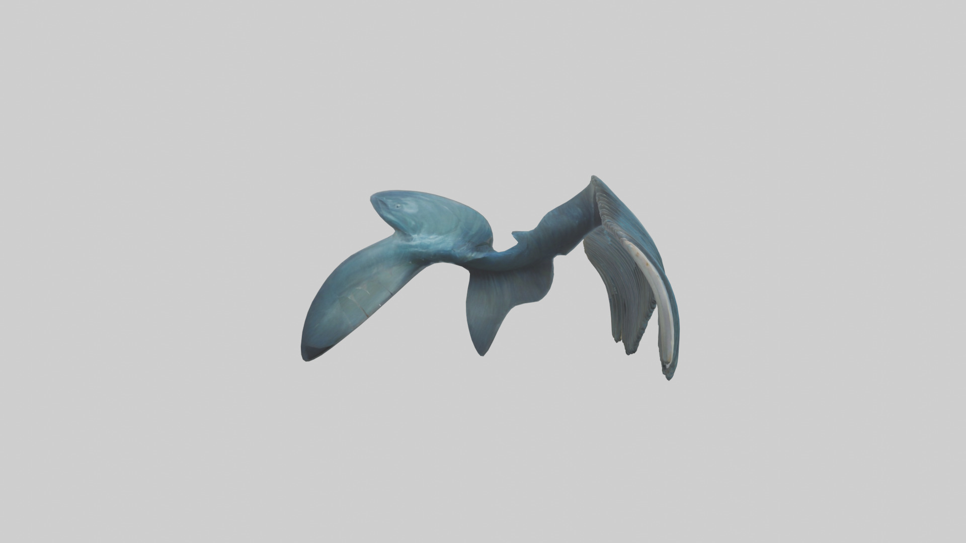 Fish Fins 3D model_13