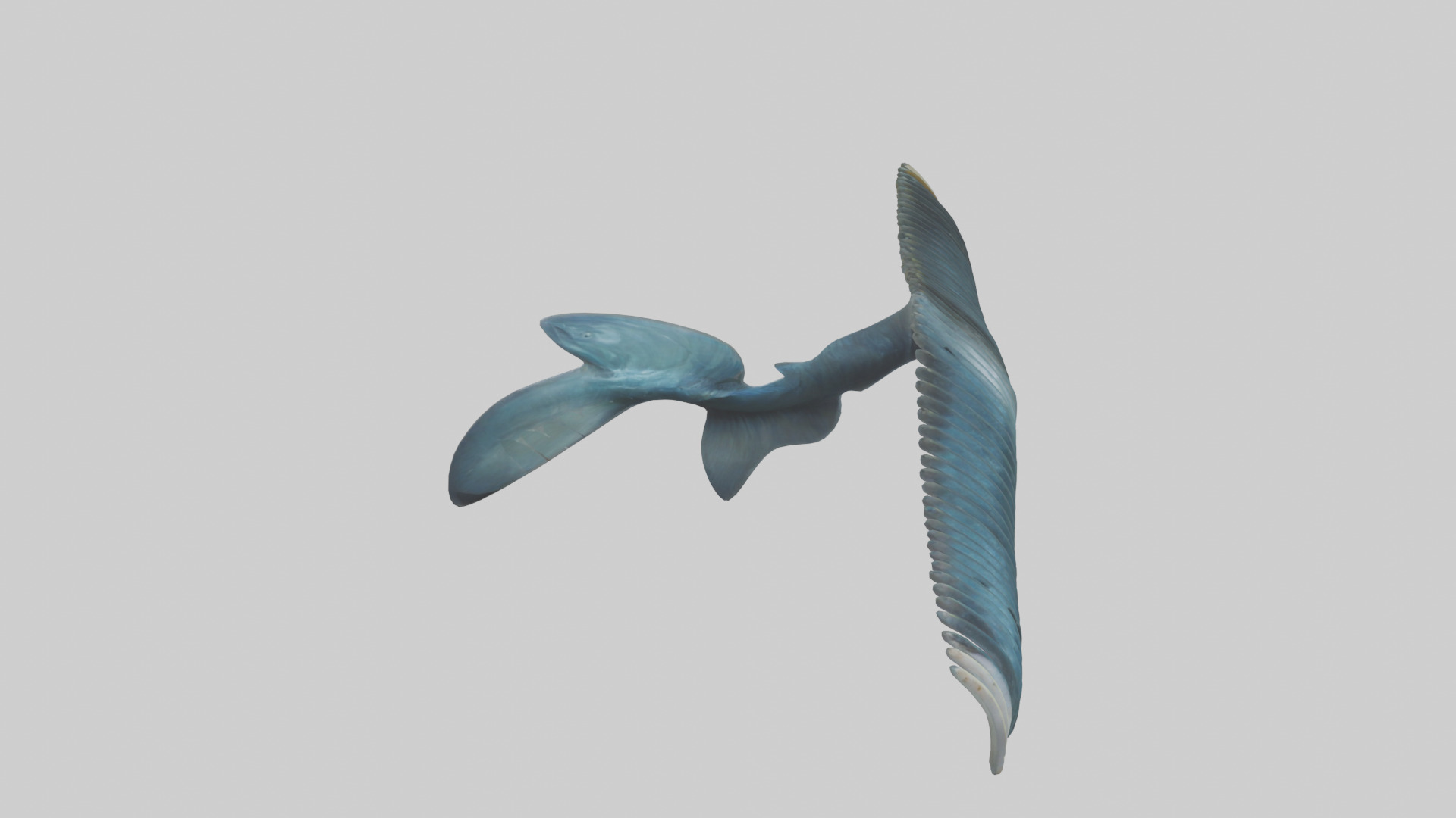 Fish Fins 3D model_18