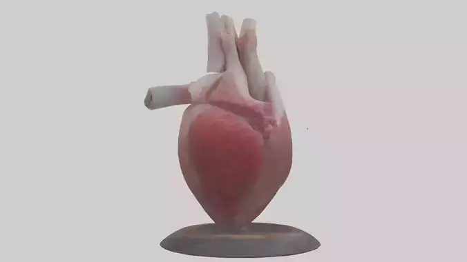 Fish Heart