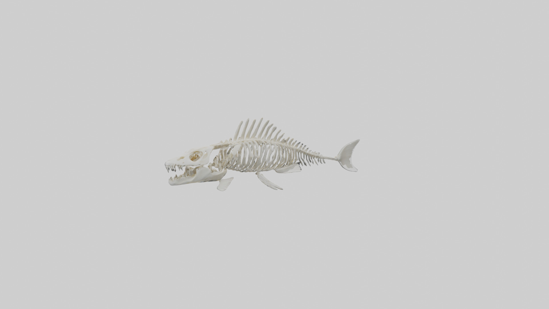 Fish Skeleton model 3D model_1