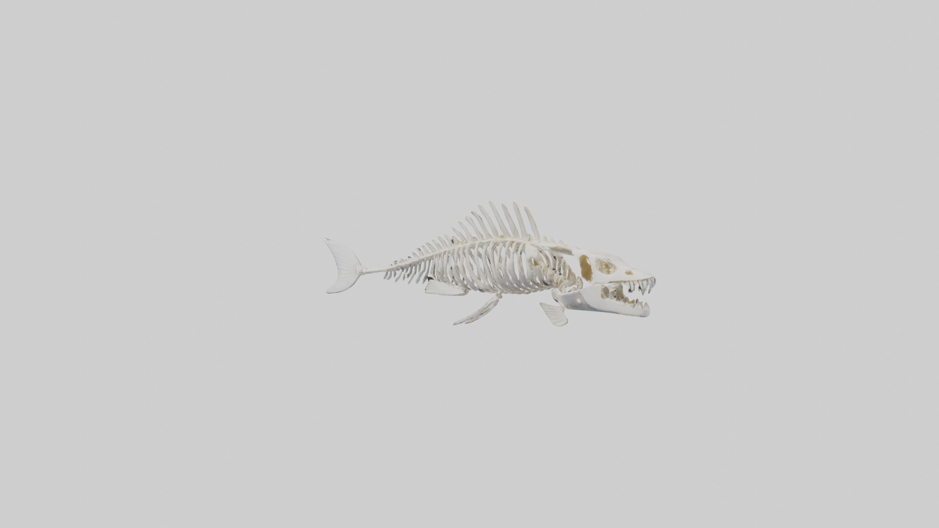 Fish Skeleton model 3D model_10