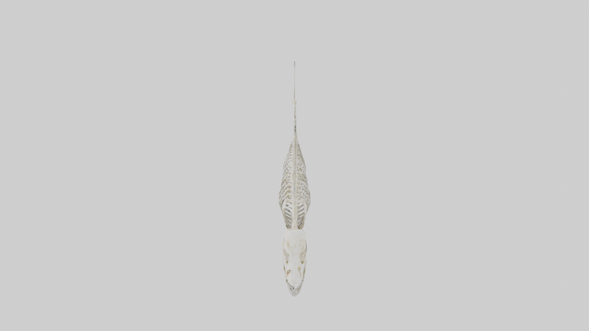 Fish Skeleton model 3D model_17