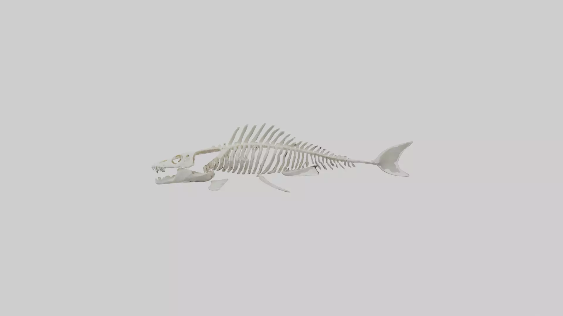 Fish Skeleton model 3D model_0