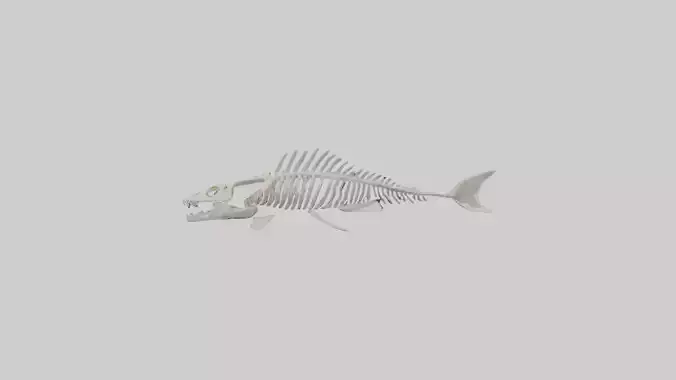 Fish Skeleton model